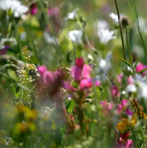 Flower meditation image.jpg