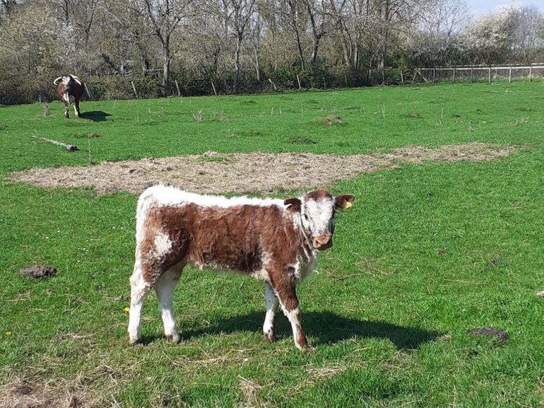 A small calf with a brown and white coat standing in a green field at Mary Arden's Farm. It's face is mostly white and there is a white strip of fur running down its back.