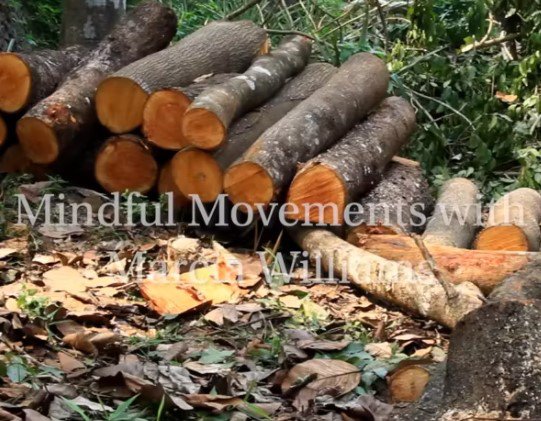 Mindful Movement episode 3 image.jpg