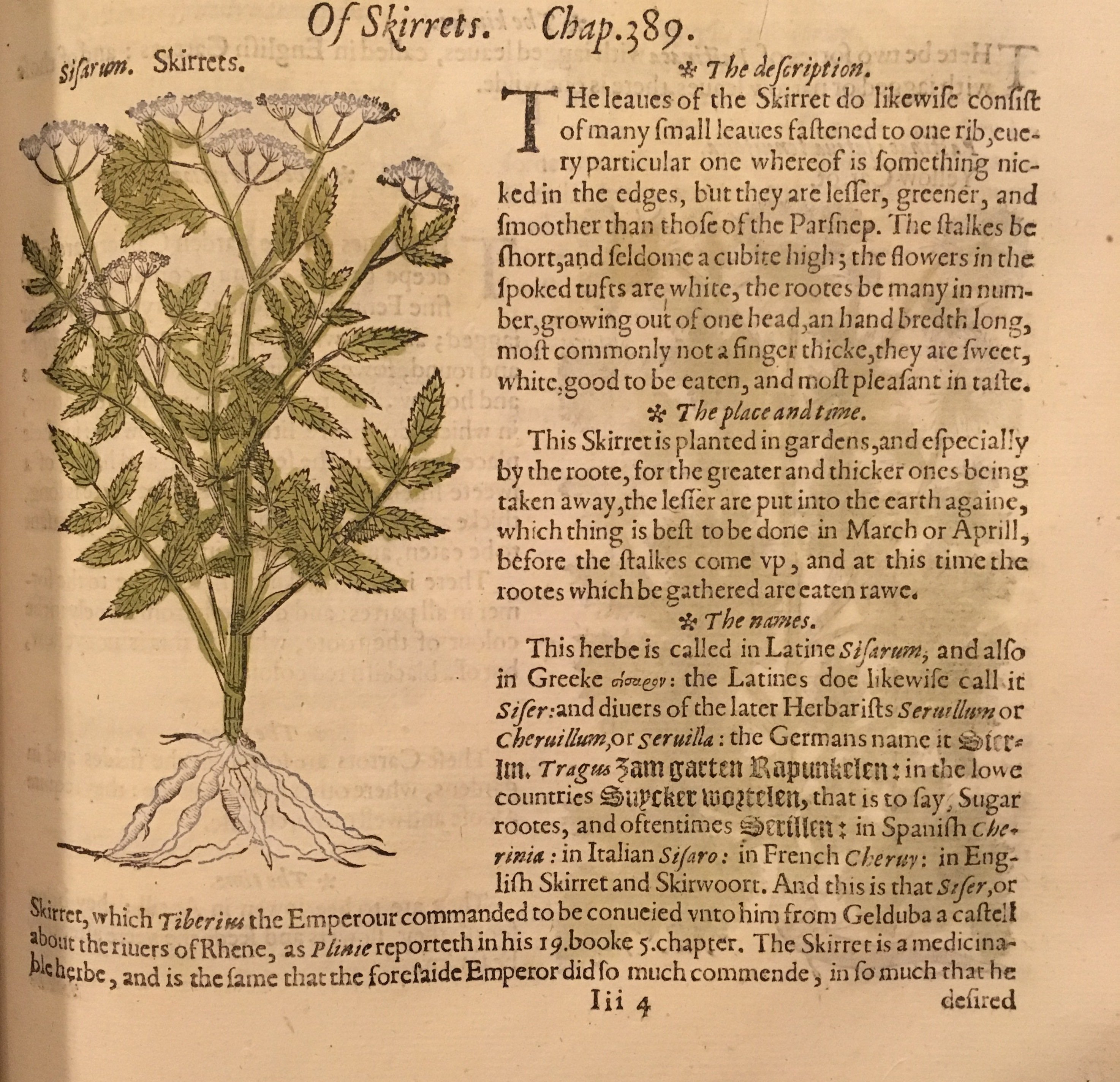 National Gardening Week Tudor Plants